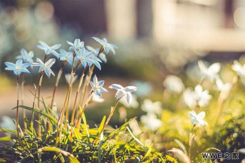 带有凤字的女生个性qq网名