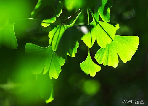 最新超级滑稽搞笑的4字网名