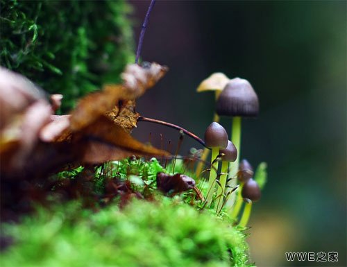 好听带丫头两字的非主流情侣网名