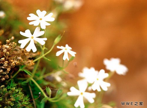 男生带东字的好听霸气QQ网名