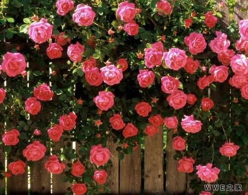 好听带有呆字的非主流萌网名