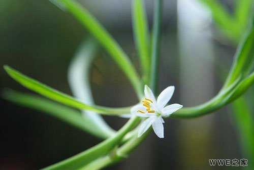 带有紫字的唯美古风情侣网名