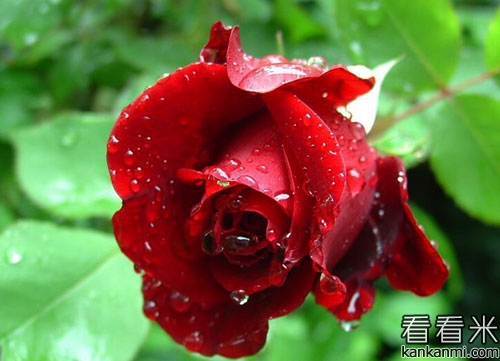 那束红色的玫瑰花