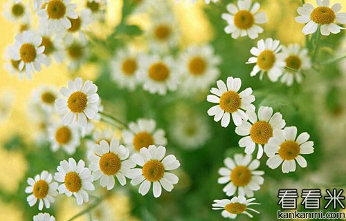 菊花仙子和菊花节的传说