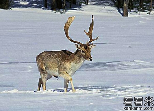 冰岛雪角鹿传奇(