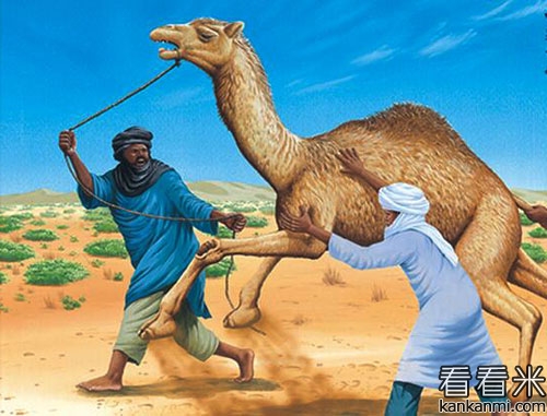 一千零一夜故事之《骆驼和它的主人》
