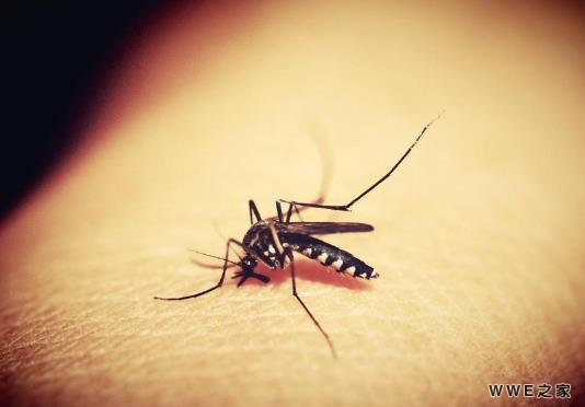 蚊子包是免疫系统战斗过的痕迹，这样做可以快速止痒！
