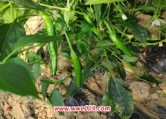 辣椒什么时候追肥合适