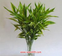 水培莲花竹怎么养才能更旺盛
