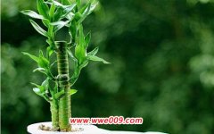 水培发财竹怎么养才能更旺盛