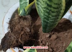 虎皮兰用什么土养好