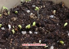 小雏菊什么时候播种最好