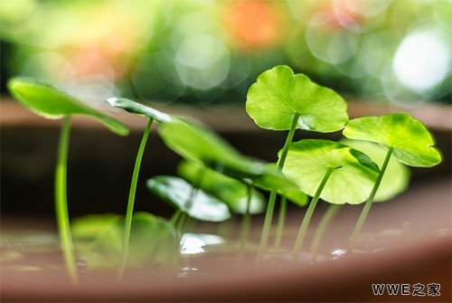 男生带有安字的可爱网名