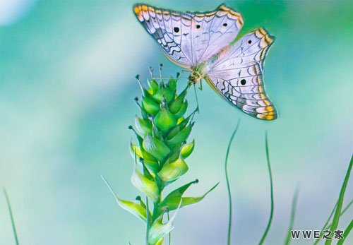 最新女生唯美带倩字的网名