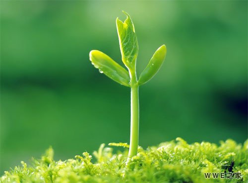 精选三个字带蝉的唯美古风网名