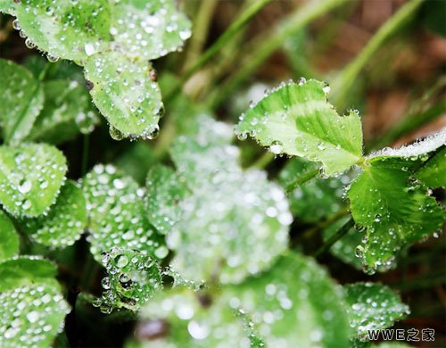 带蕊的四个字唯美诗意网名 含蕊字的女生可爱QQ网名