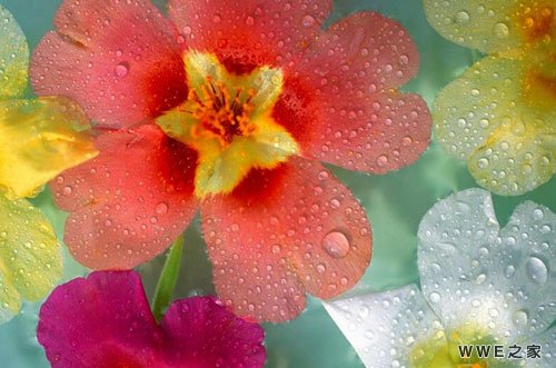 悲伤带彼岸花的女生个性qq网名