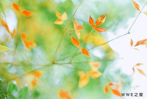 带有树字的男生伤感好听qq网名