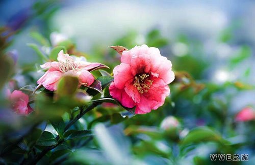 女生带有卿字的好听四字qq网名