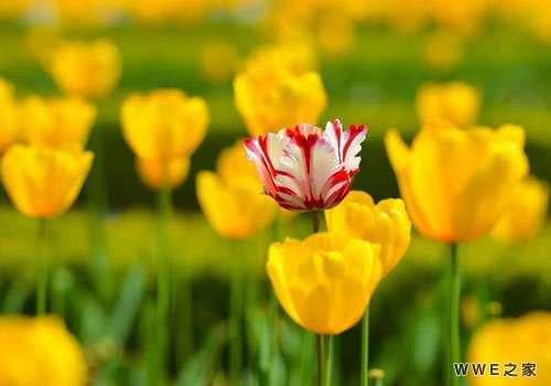 带有迷字的女生qq个性网名