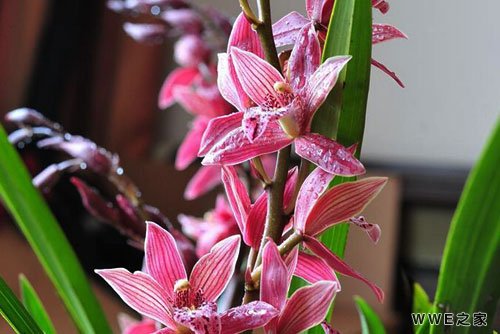 带有飞字的古风有诗意qq网名