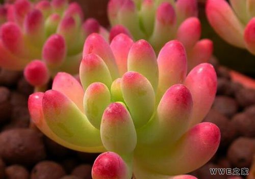 女生带霞字的四字唯美qq网名