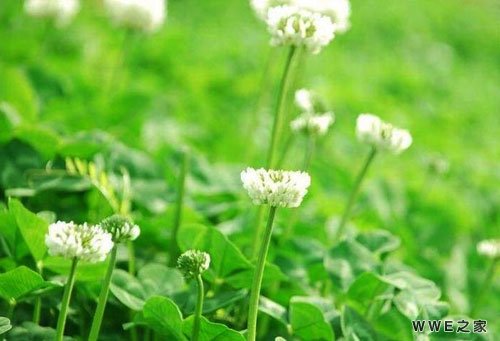 女生带伊字的唯美四字qq网名