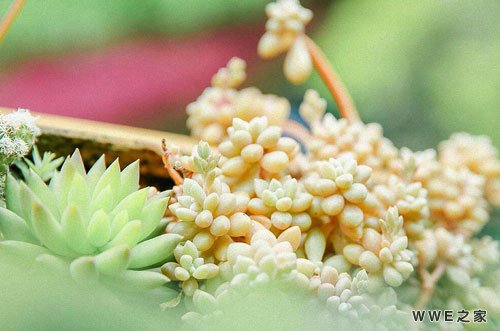 带叶字的伤感好听情侣扣扣网名