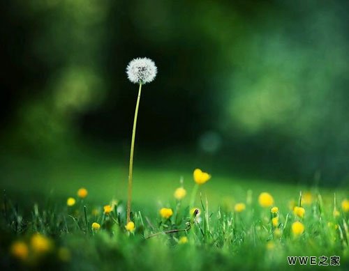 带莺字的唯美古风四字网名