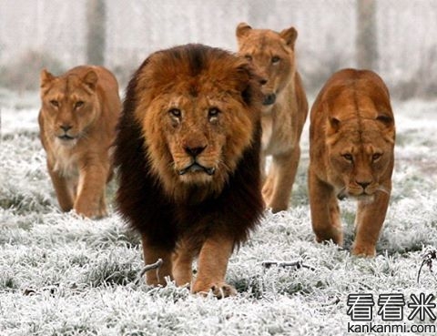 热刺球星凯恩IG发图致莱斯特城